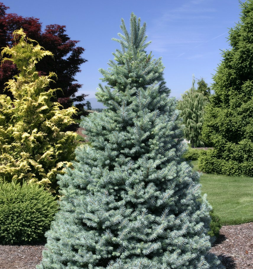Picea pungens ' Sester Dwarf ' Dwarf Blue Spruce Kigi Nursery