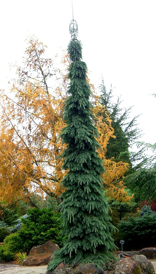 Picea glauca ' Pendula ' Weeping White Spruce Kigi Nursery