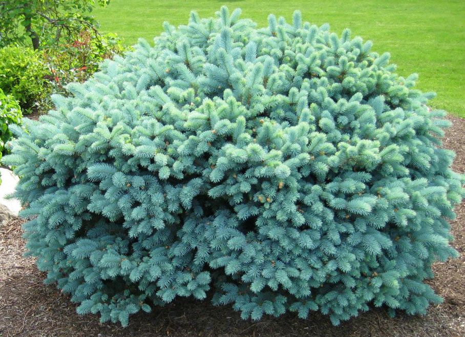 Picea pungens ' Glauca Globosa ' Round Dwarf Colorado Blue Spruce