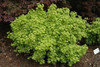 Acer circinatum 'Little Gem' Japanese Vine Maple