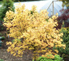 Acer circinatum 'Sunglow' Vine Maple