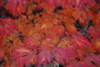 Acer japonicum ' Aconitifolium ' Fern Leaf Maple Fall