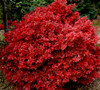 Acer palmatum 'Shaina' Japanese Maple tree