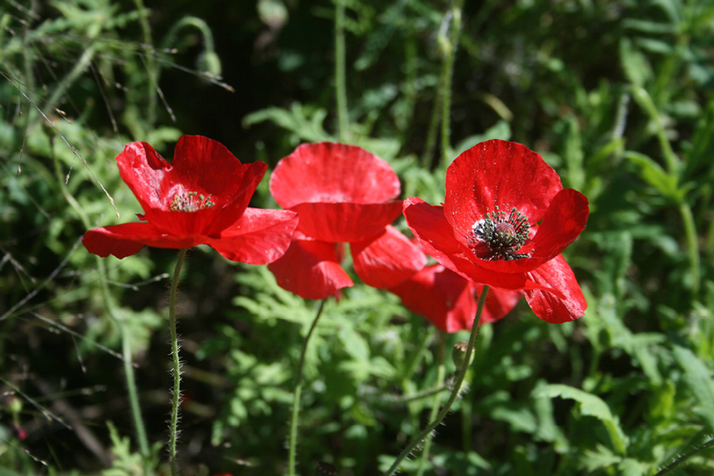 Poppy, American Legion Annie's Heirloom Seeds