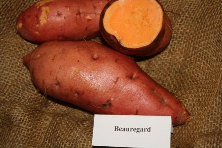 Beauregard Sweet Potato - April to June Shipping