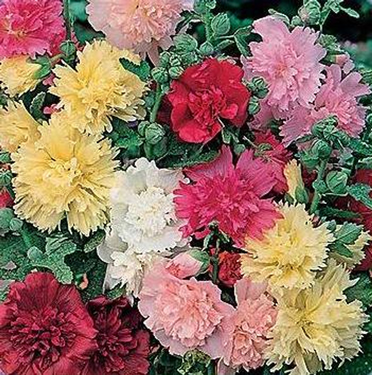 Hollyhock, Summer Carnival