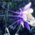 Columbine - Mountain Blue