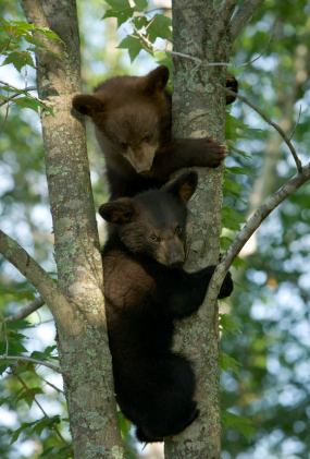 Pair of bears - or pear of bares?