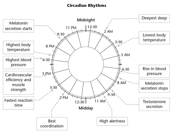 the human circadian rhythm