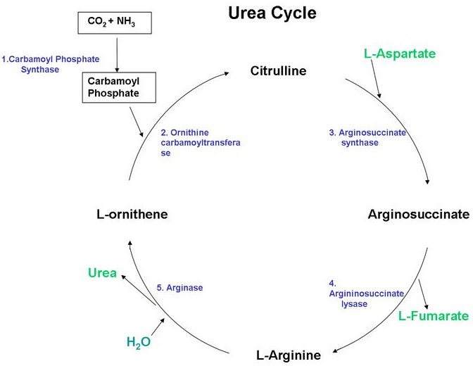 LCitrulline vs. LCitrulline DLMalate Which Is Best? Nootropics Depot