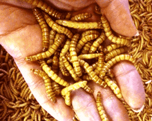 download mealworms rainbow