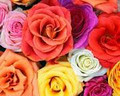 Rose Collection