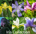 Iris Collection