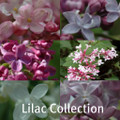 Lilac Collection
