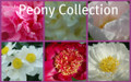 Peony Collection