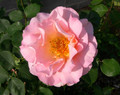 Rose Belle Story
