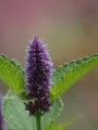 Anise Hyssop