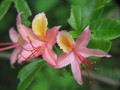 Azalea