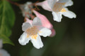 Beauty Bush