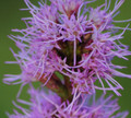 Blazing Star