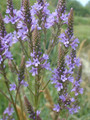 Blue Vervain