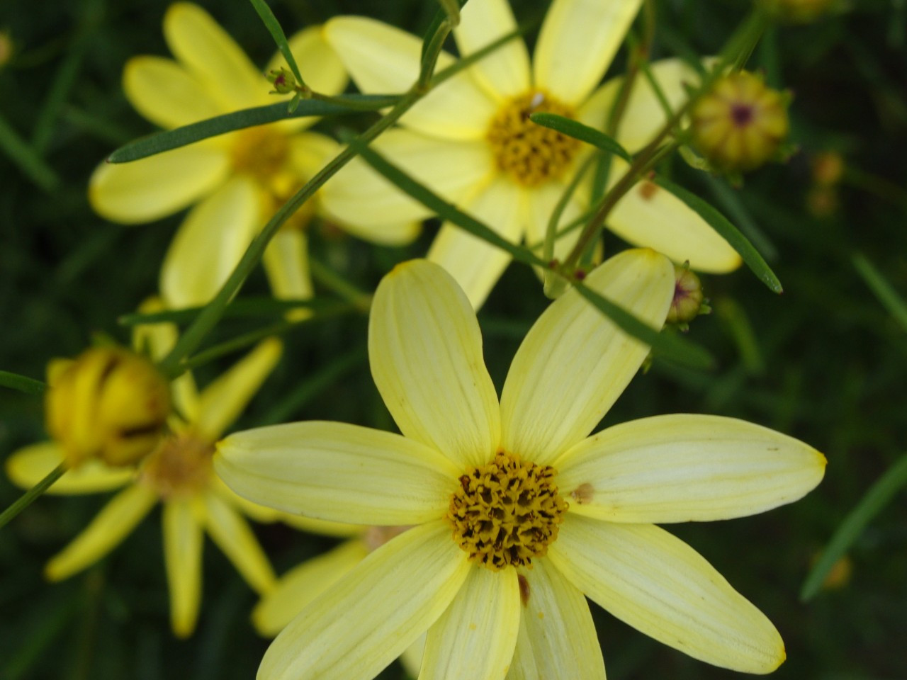 Coreopsis "Moonbeam" Flower Essences of Fox Mountain