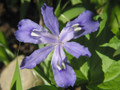 Crested Iris