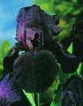 Iris Black Bearded