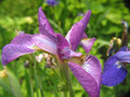 Iris Carrie Lee