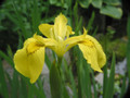Iris Yellow Flag