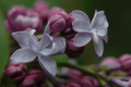 Lilac Deep Purple