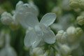 Lilac Double White