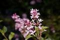 Lilac Littleleaf