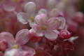 Lilac Pink