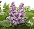 Lilac Double Lavender