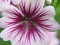 Malva Zebrina