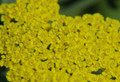 Moonshine Yarrow