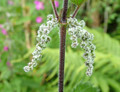Nettle Male and Female Flowers