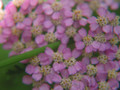 Pink Yarrow