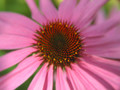 Purple Cone Flower