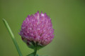 Red Clover