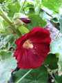 Red Hollyhock
