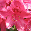 Rhododendron  (Red)