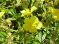 Rock Rose