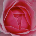 Rose Bonica
