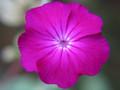 Rose Campion