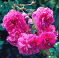 Rose Cerise Bouquet