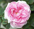 Rose Konigin Von Danemark