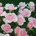 Rose Polyantha Rose