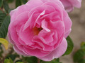 Rose Sarah Van Fleet